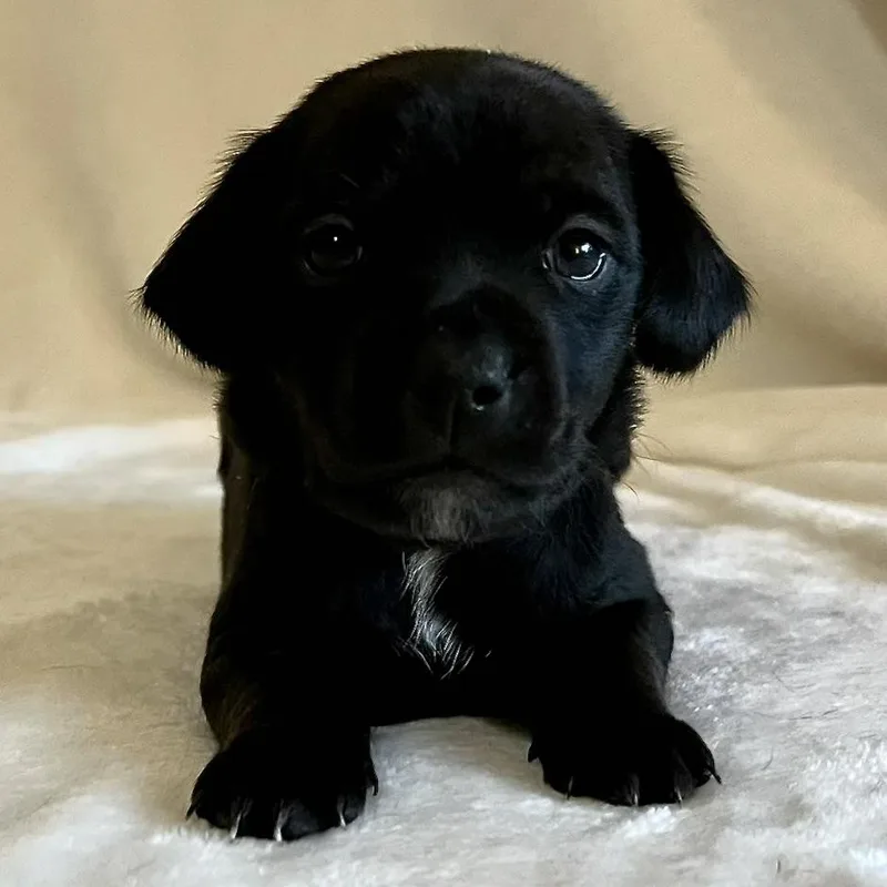 A baby small-sized female Black Chihuahua dog named Merida for adoption in Liverpool, TX