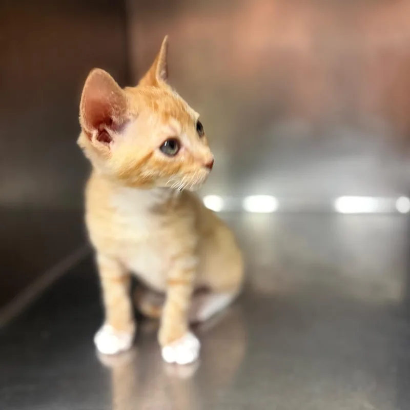 A baby small-sized male Orange / Red Domestic Short Hair cat named Gilbert for adoption in Hamilton, GA