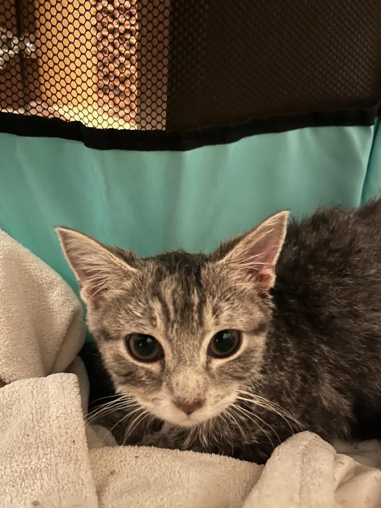 A baby small-sized female American Shorthair cat named Moss for adoption in Hagaman, NY