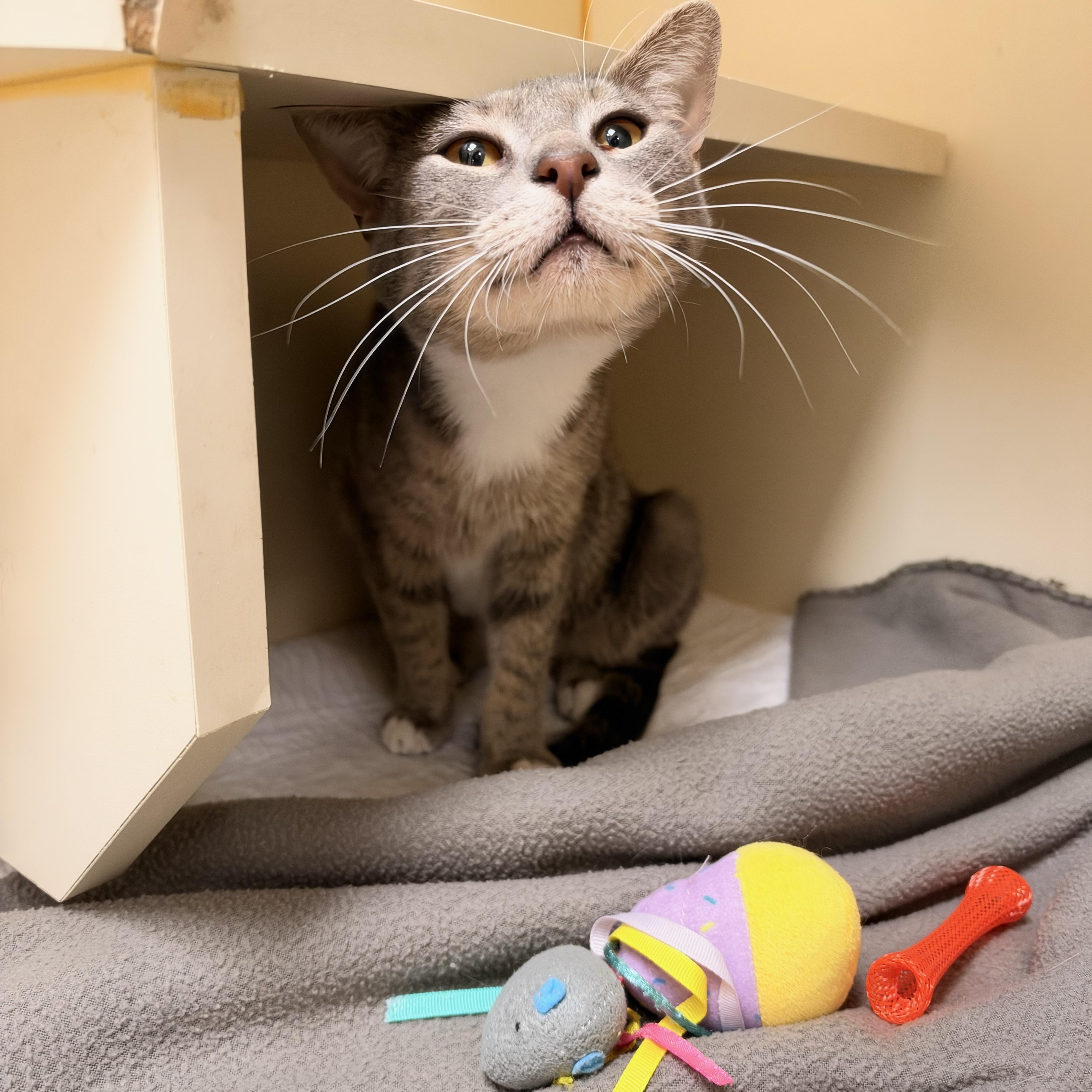 An adult medium-sized female Gray & White Domestic Short Hair cat named Little Debbie for adoption in Myerstown, PA