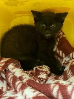 A baby small-sized female Black Domestic Short Hair cat named CA  Mowgli for adoption in Glen Allen, VA