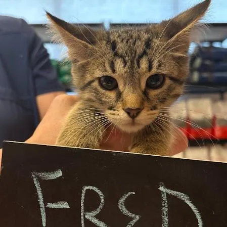 A baby small-sized male Brown / Chocolate Domestic Short Hair cat named Fred C for adoption in Minnetonka, MN
