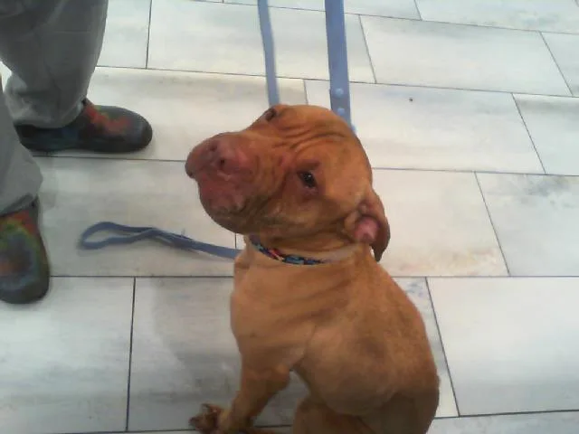 An adult medium-sized female Shar-Pei dog named Jade for adoption in Charlotte, NC