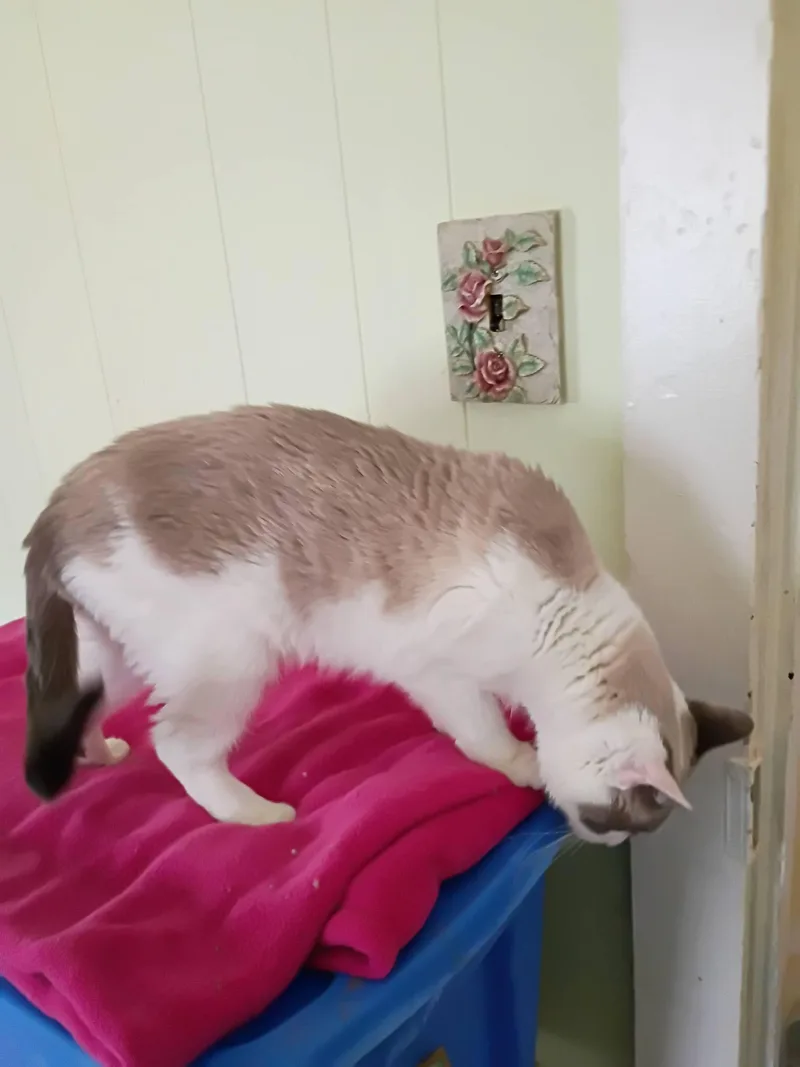 A senior medium-sized female Seal Point Snowshoe cat named Flagella Blue Eyes for adoption in Hendersonville, TN