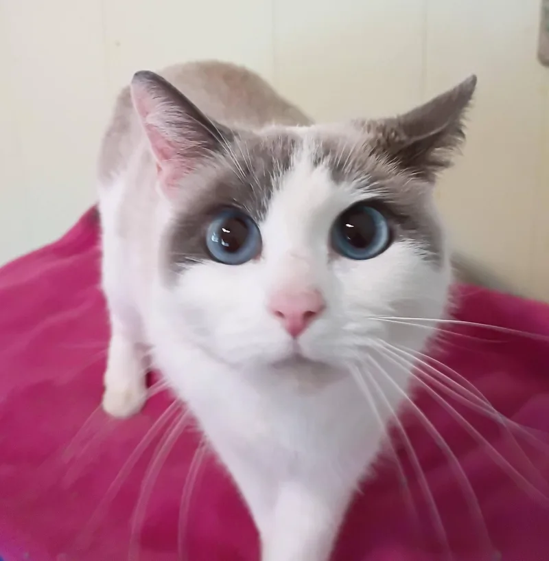Flagella  Blue Eyes thumbnail 2