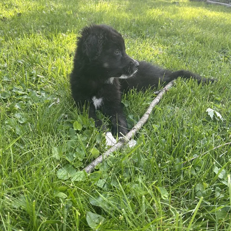 A baby small-sized male Black Great Pyrenees dog named Scottie for adoption in La Grange, KY