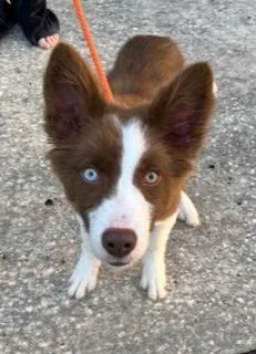 A baby medium-sized male Brown / Chocolate Border Collie dog named Frankie for adoption in Longwood, FL
