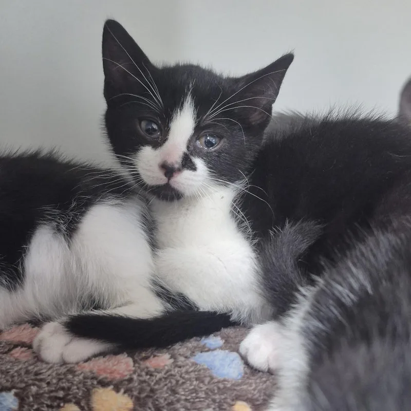 A baby small-sized male Black Domestic Short Hair cat named Benny the Jet for adoption in Newark, NJ