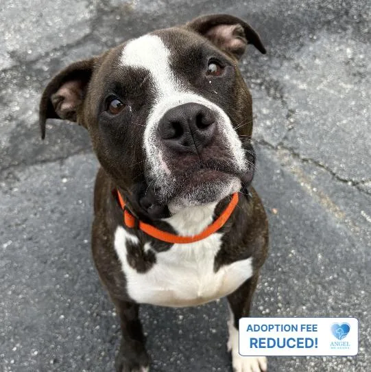 An adult medium-sized male Brindle Pit Bull Terrier dog named Toggle for adoption in Naperville, IL