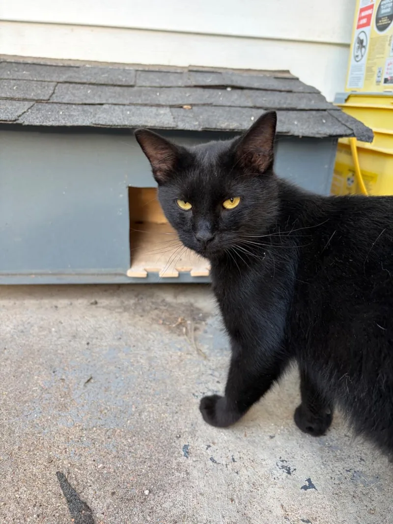A baby medium-sized male Black Domestic Short Hair cat named Ash FFC for adoption in Omaha, NE