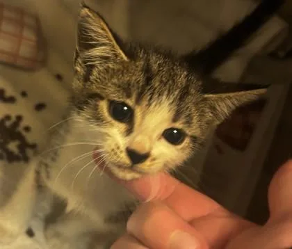 A baby small-sized female Domestic Short Hair cat named Jana for adoption in Chamblee, GA