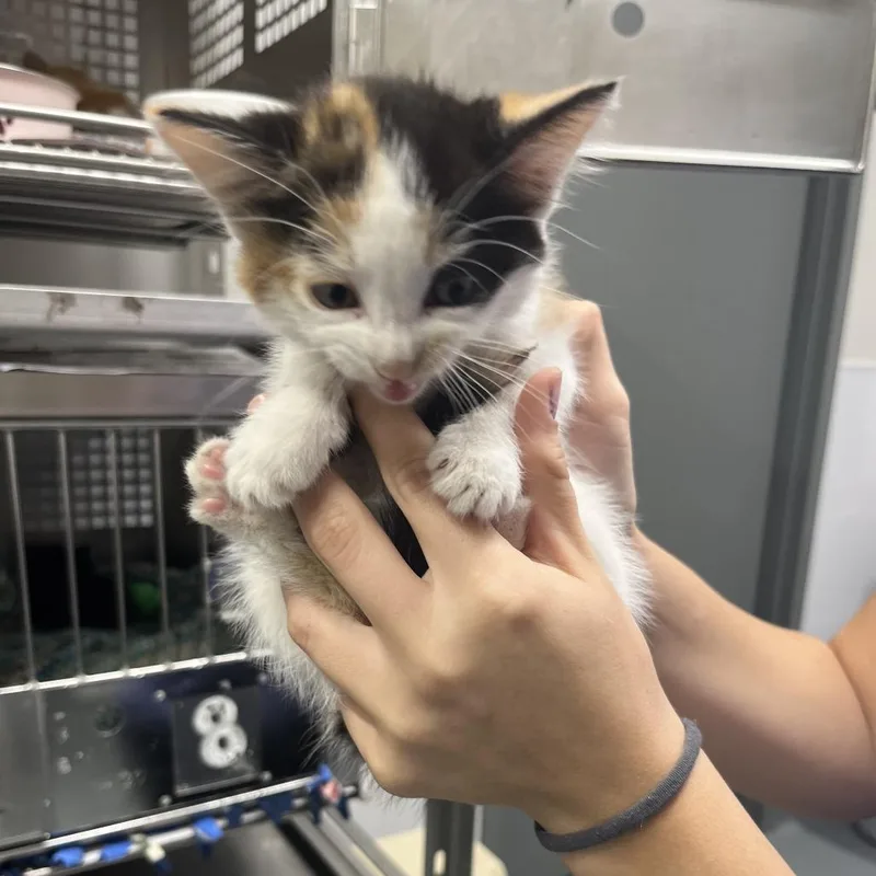 A baby small-sized female Calico Domestic Short Hair cat named Cardigan for adoption in Mount Vernon, IN