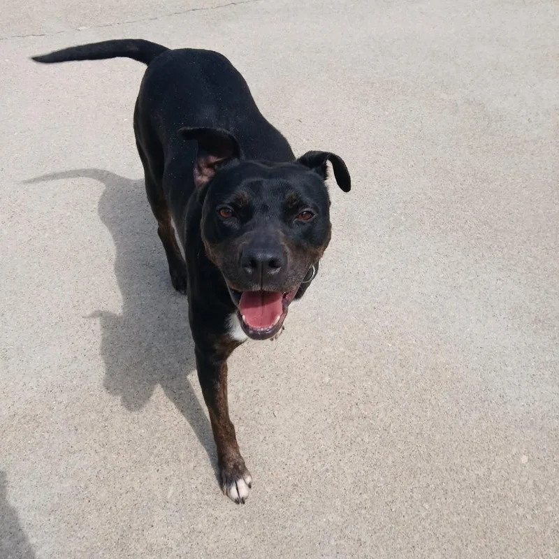 An adult medium-sized female Black Pit Bull Terrier dog named Moxie for adoption in Dixon, IL