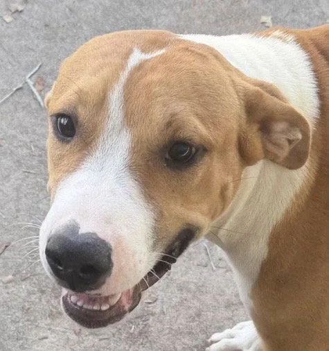 A young medium-sized male Hound dog named Tristan for adoption in Carrollton, GA