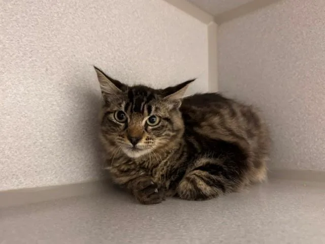 A baby small-sized male Domestic Medium Hair cat named Parrot for adoption in Fairfield, CA