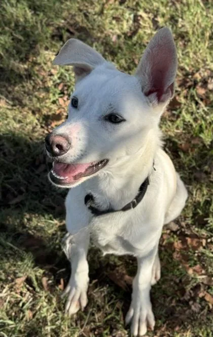 An adult medium-sized male Shepherd dog named Leland for adoption in San Antonio, TX