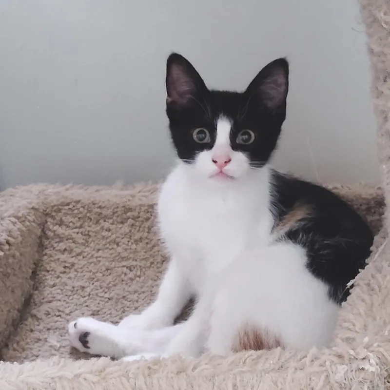 A baby small-sized female Calico Domestic Short Hair cat named Mercedes for adoption in San Pedro, CA