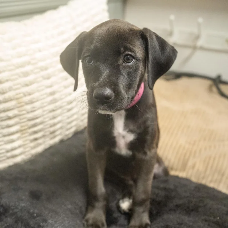 A baby medium-sized female Black Labrador Retriever dog named Begneit for adoption in Pawling, NY