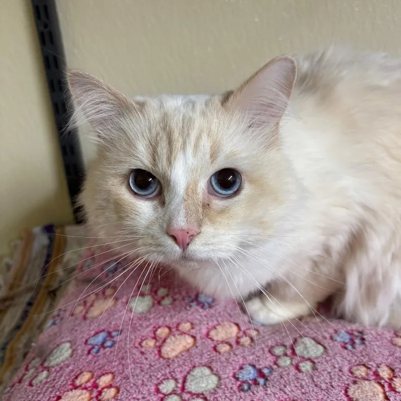 An adult medium-sized male Cream / Ivory Ragdoll cat named Lumen for adoption in Pontiac, IL