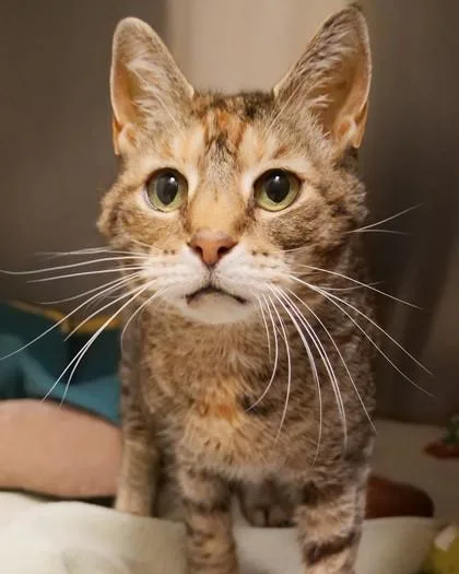 A senior medium-sized female Domestic Short Hair cat named Pineapple for adoption in Fishers, IN