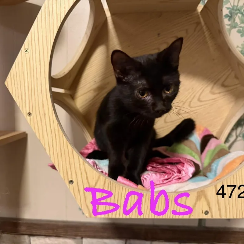 A baby small-sized female Black Domestic Short Hair cat named Babs for adoption in Sequatchie, TN