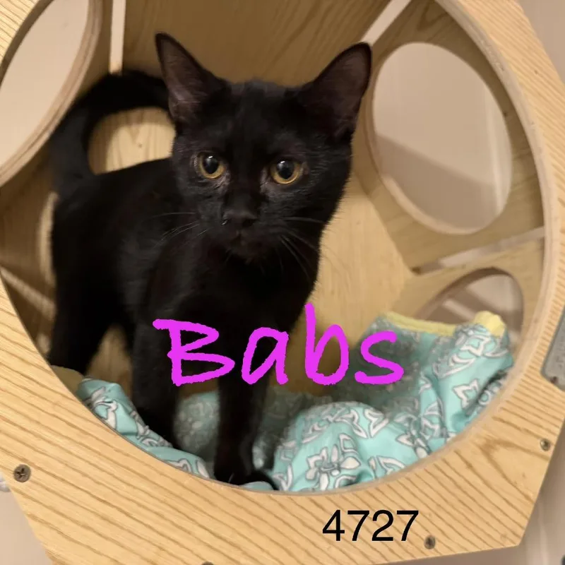 Babs thumbnail 3