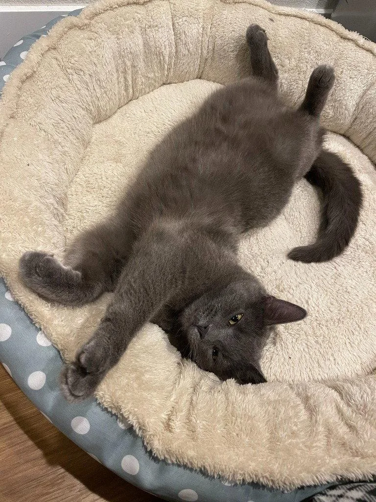 An adult medium-sized female Domestic Short Hair cat named Ducky for adoption in Battle Ground, WA
