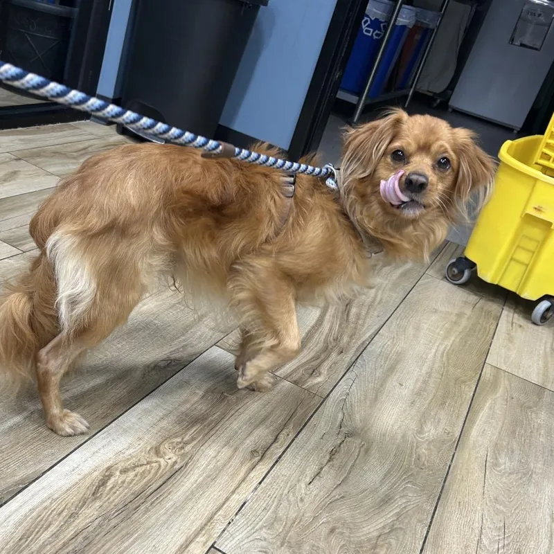 An adult small-sized male Mixed Breed dog named Chucky for adoption in Newark, NJ