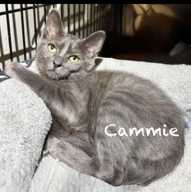 A baby medium-sized female Gray / Blue / Silver Domestic Short Hair cat named Cammie for adoption in Pawleys Island, SC