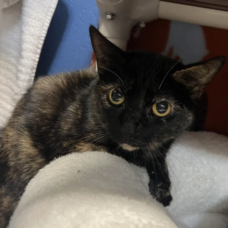 An adult medium-sized female Tortoiseshell Domestic Short Hair cat named Sociology for adoption in Mentor, OH