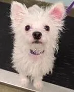 An adult small-sized male Terrier dog named Roy for adoption in Dallas, TX