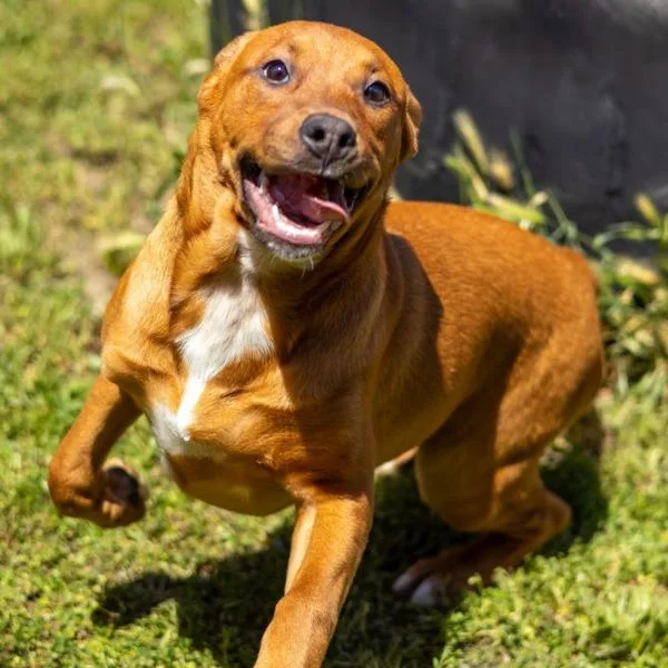 A young medium-sized female American Bulldog dog named Maya for adoption in Santa Rosa, CA