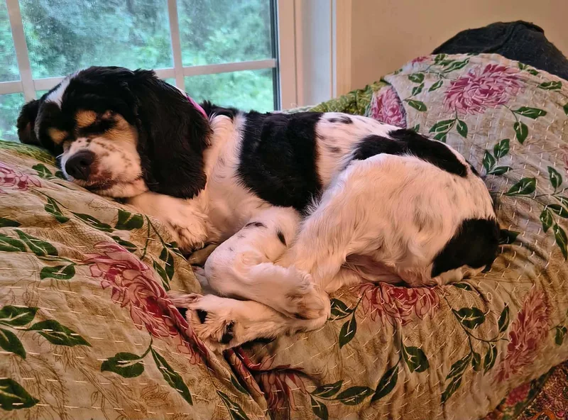An adult medium-sized female Brown / Chocolate Cocker Spaniel dog named Polly Anna for adoption in Lake City, FL