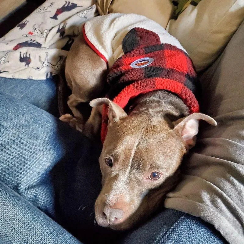 An adult medium-sized female Gray / Blue / Silver Mixed Breed dog named Hera for adoption in Vassalboro, ME