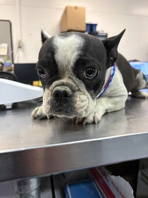 A young small-sized female French Bulldog dog named Sky for adoption in Thousand Palms, CA