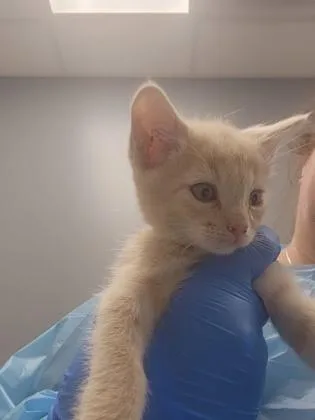 A baby small-sized female Domestic Short Hair cat named Tennis for adoption in Roseville, CA