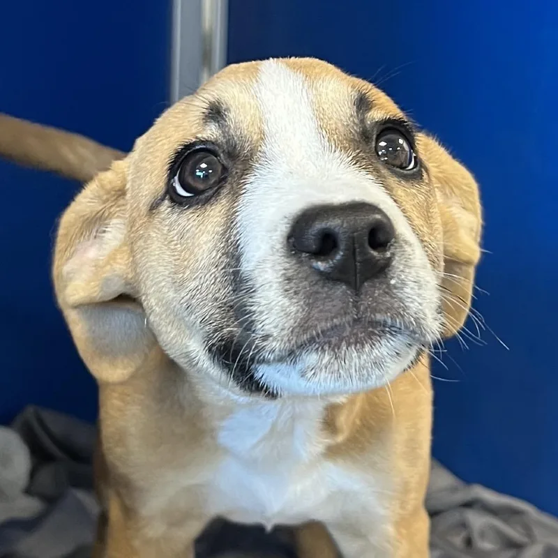 A baby medium-sized female Brown / Chocolate Mixed Breed dog named Cure for adoption in Las Cruces, NM
