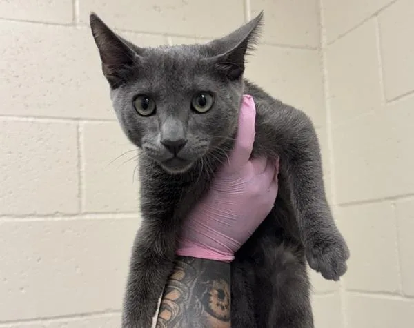 A baby small-sized male Domestic Short Hair cat named Vice for adoption in El Cajon, CA