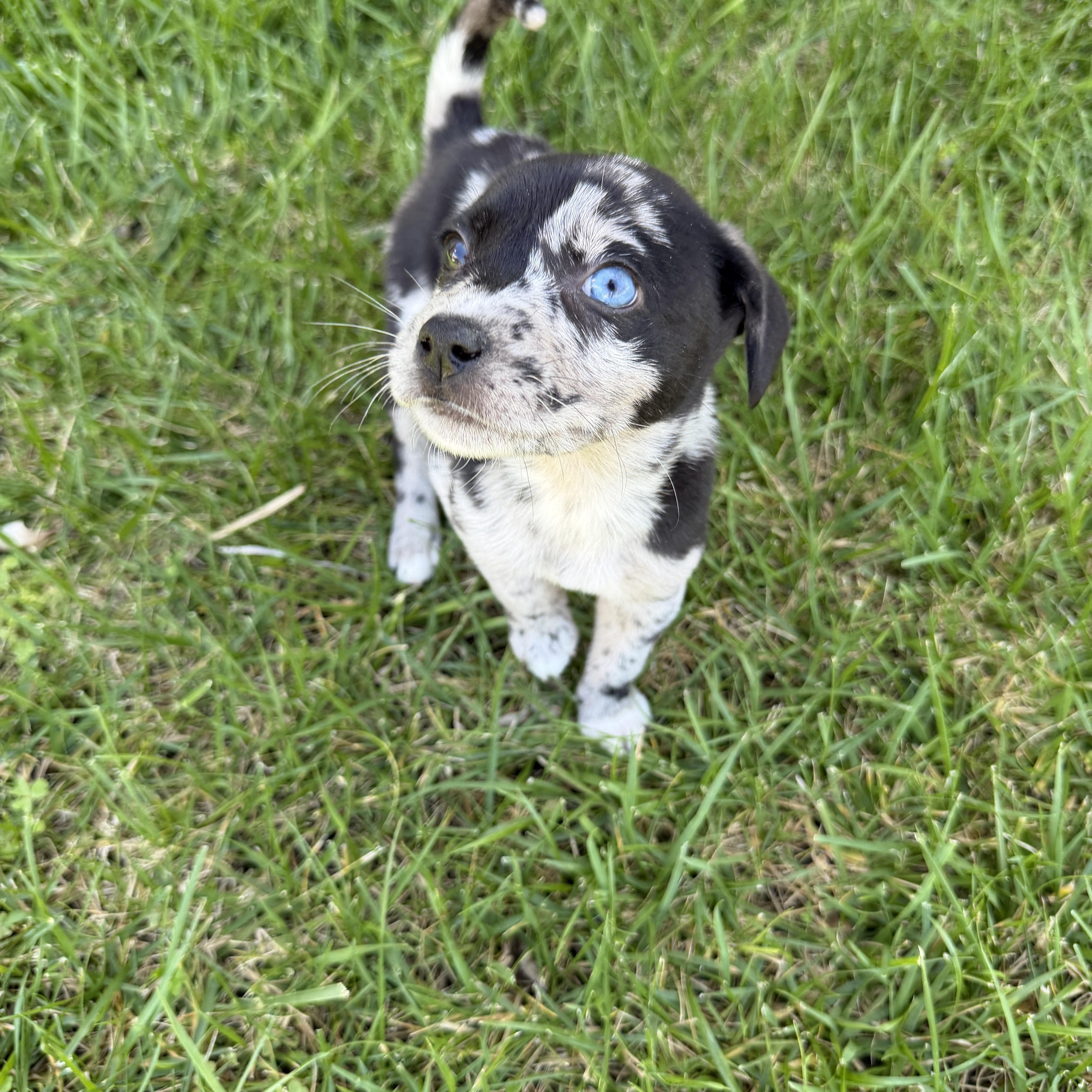 Sapphire thumbnail 2