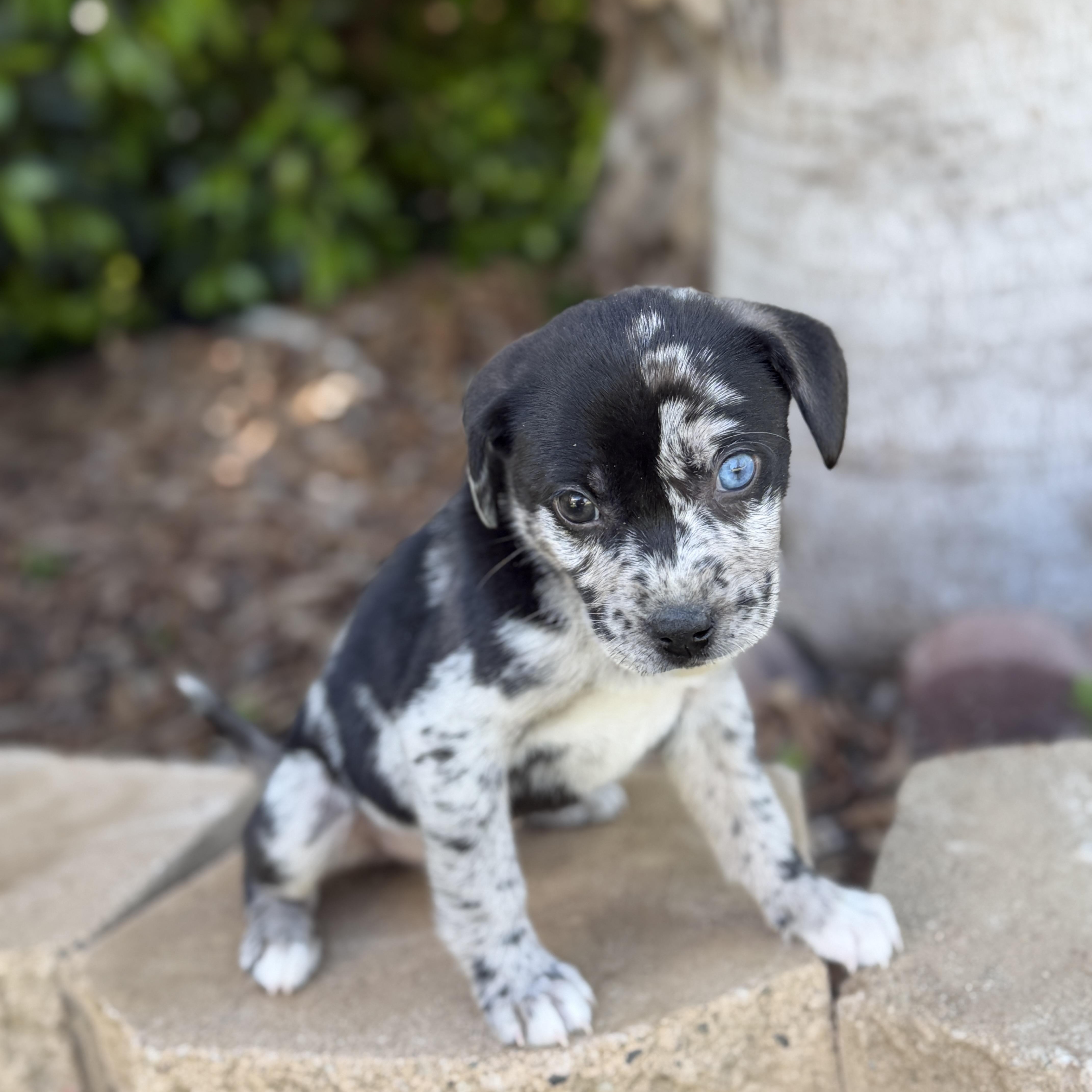 Sapphire thumbnail 3