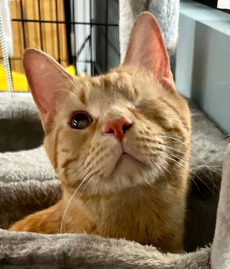 Julius