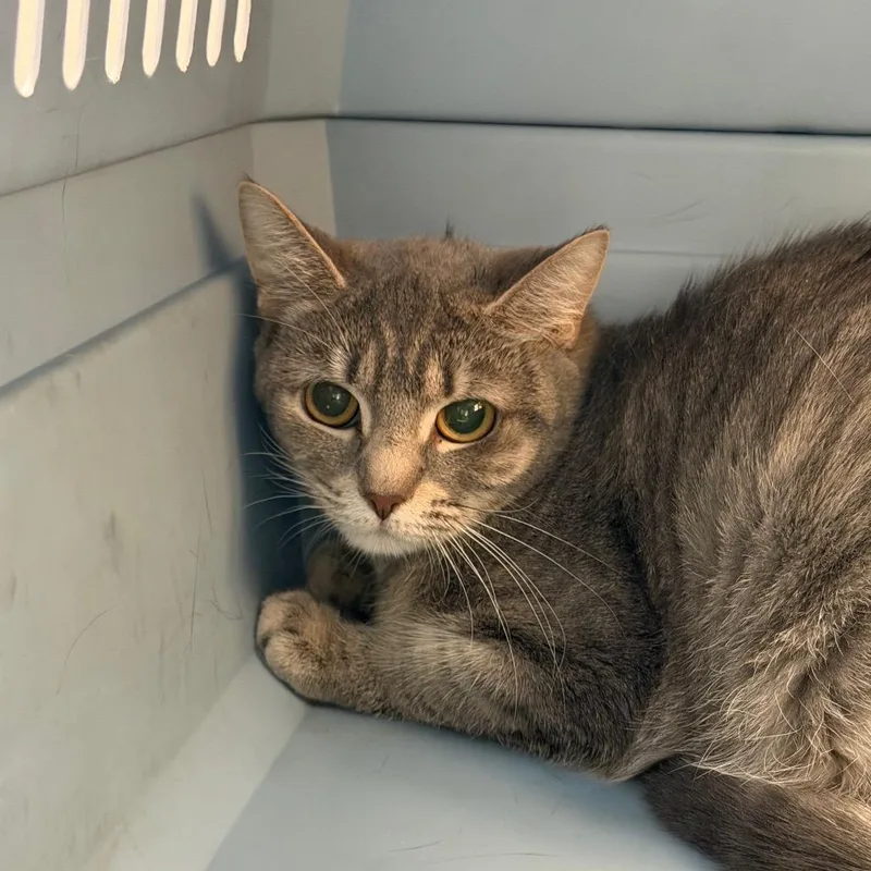 A young medium-sized female Gray / Blue / Silver Domestic Short Hair cat named Ice Cream for adoption in Watertown, NY