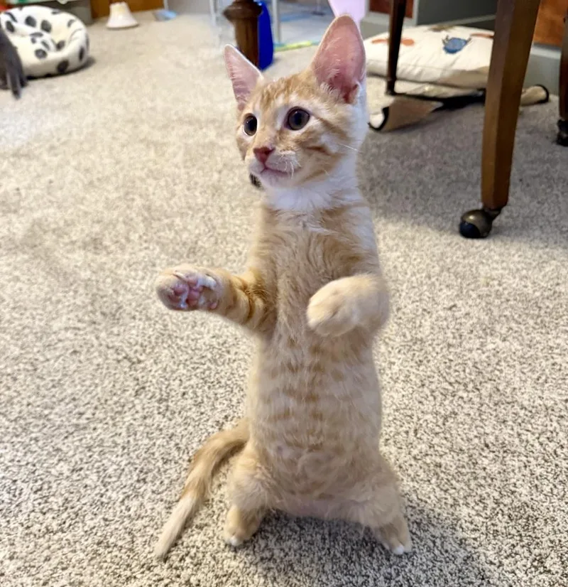 A baby small-sized male Domestic Short Hair cat named Link A. for adoption in Peoria, IL