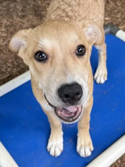 A baby medium-sized female Siberian Husky dog named Honor for adoption in Cumming, GA