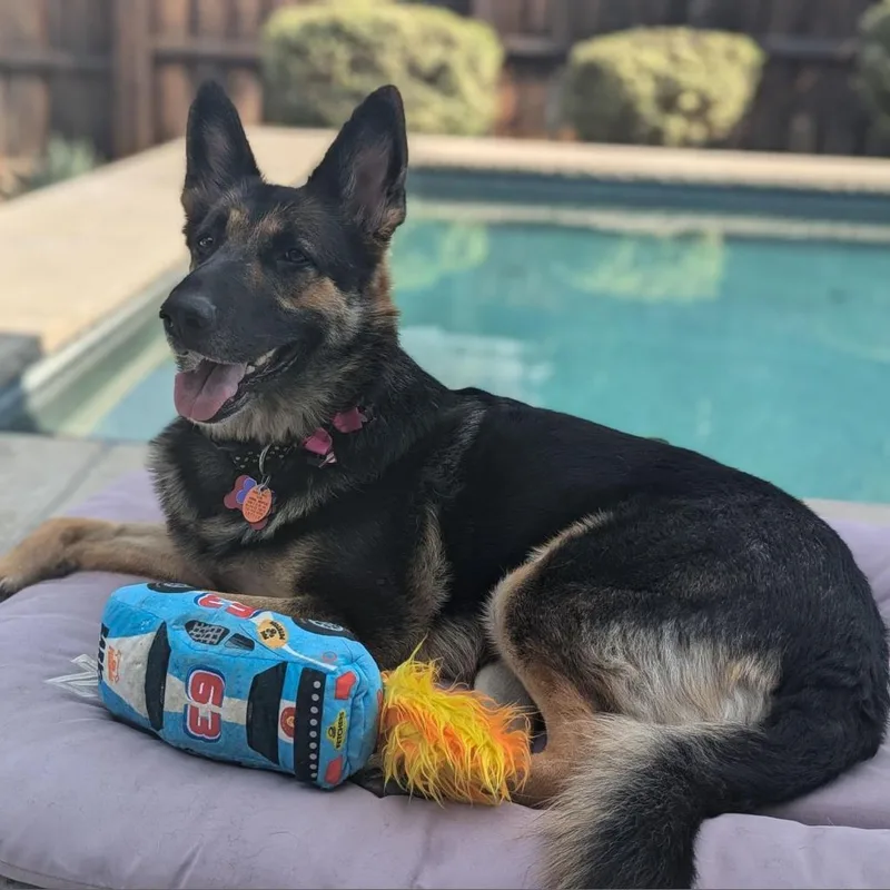 Angelica thumbnail 2