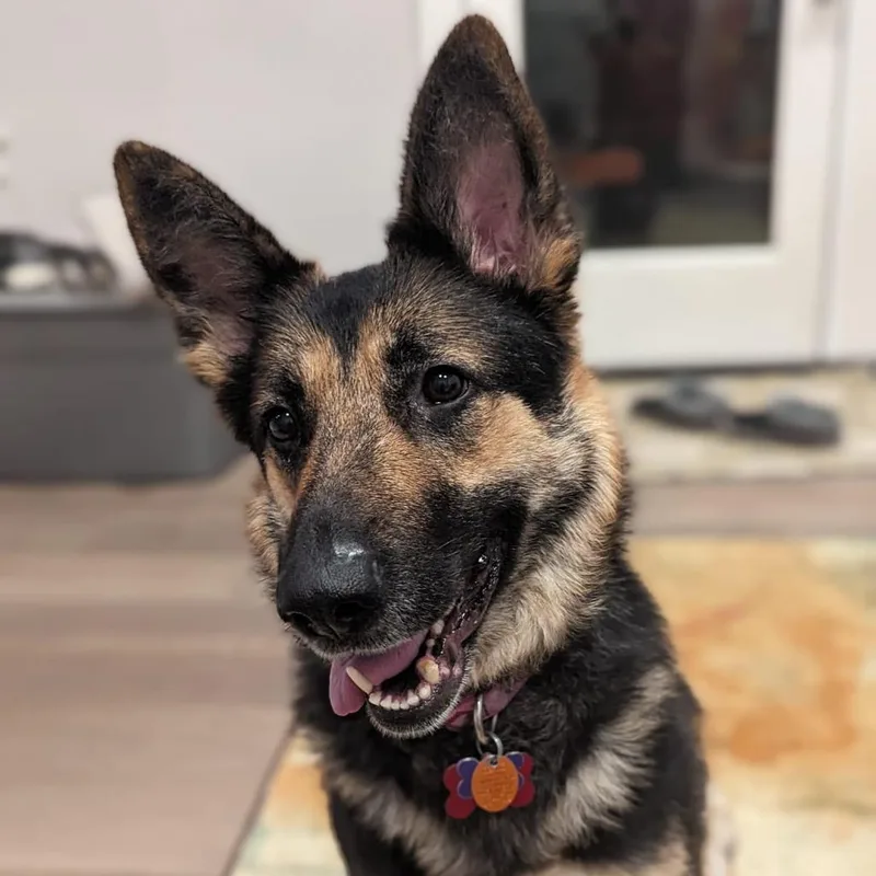 Angelica thumbnail 3