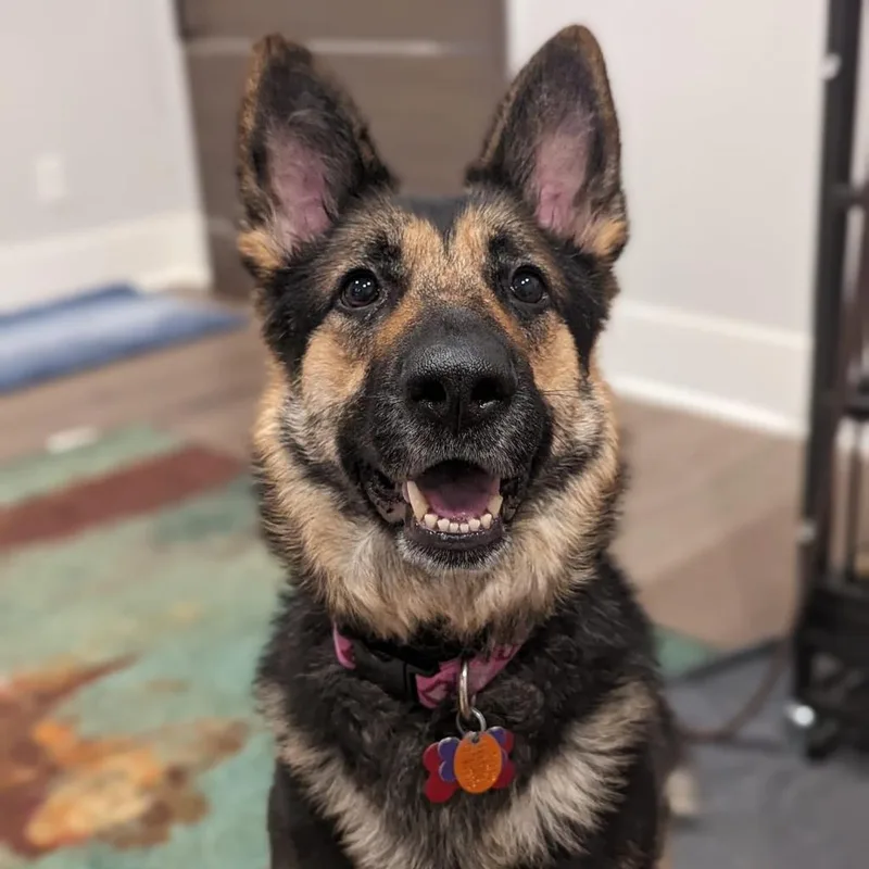 Angelica thumbnail 5