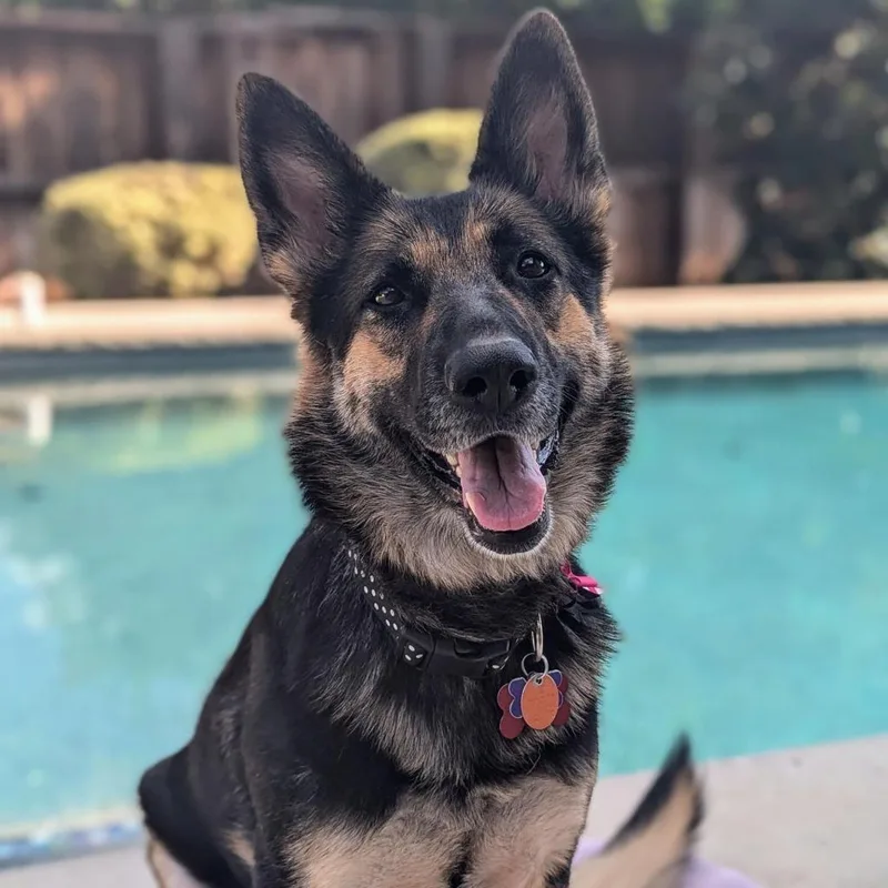 Angelica thumbnail 6