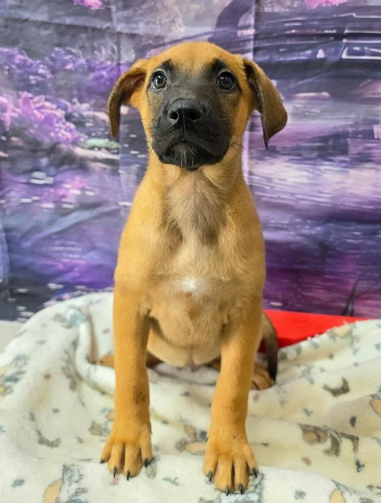 A baby large-sized female German Shepherd Dog dog named Mew for adoption in Sedalia, CO