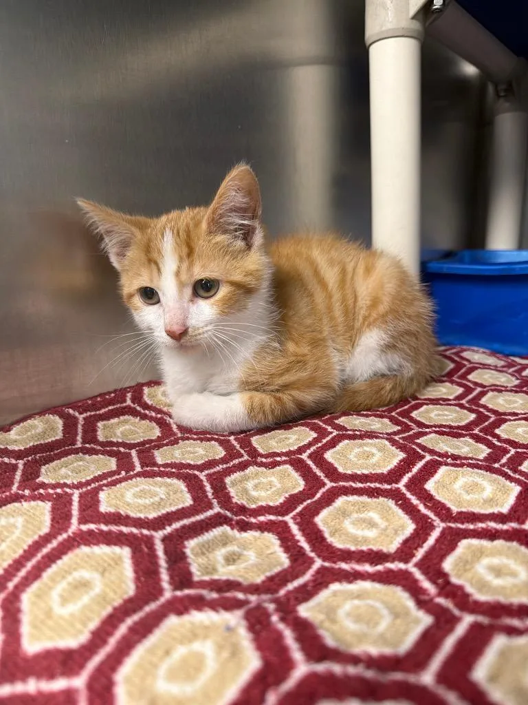 A baby small-sized male Domestic Short Hair cat named Treasure for adoption in Hopkinsville, KY